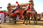 Camel Festival
