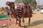 pushkar fair