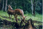 Nagarhole-
