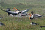 Bird Sanctuary, Bharatpur