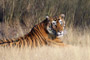 Sawai Madhopur
