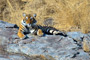 Ranthambore