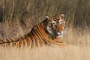 Ranthambore