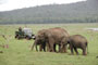 Wildlife